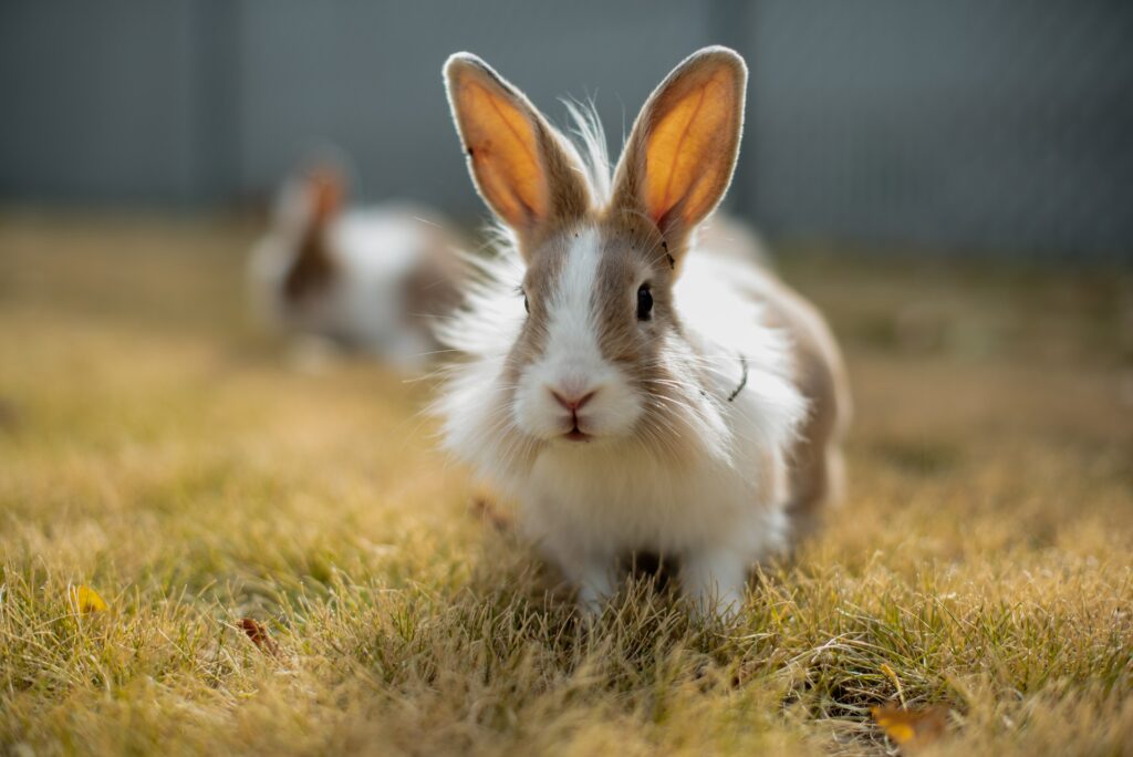 Rabbit Checkups